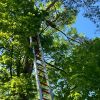 Einsatzfoto Katze auf Baum